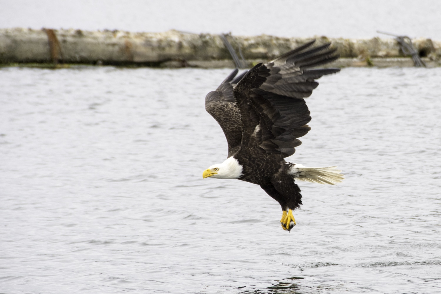 Bald Eagle, West Coast Fishing, Salmon Fishing